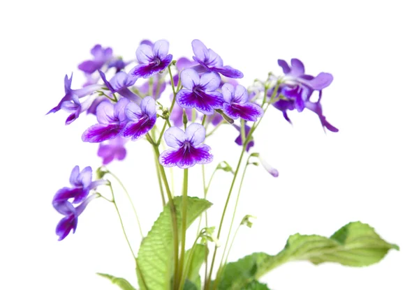 Purple-lilac Streptocarpus — Stock Photo, Image