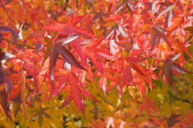 Bright red autumn leaves clipart