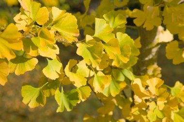 Ginkgo biloba; sonbahar yaprakları