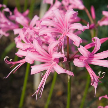 pembe hippeastrum dışarıda çiçeklenme