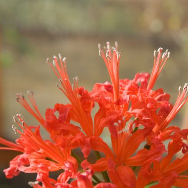 Hippeastrum macerası