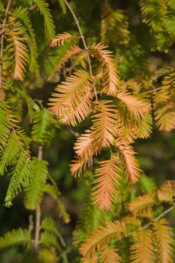 Sonbahar renkleri Metasequoia glyptostroboides (şafak Redwood); CR