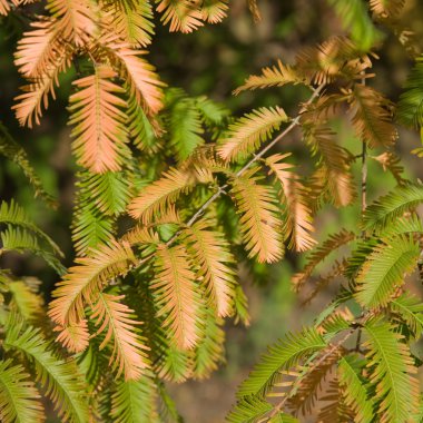 Sonbahar renkleri Metasequoia glyptostroboides (şafak Redwood); CR