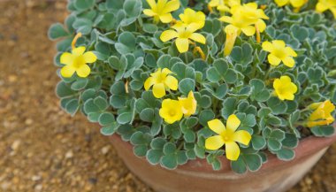 Oxalis melanosticta