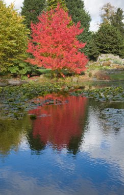 Red color in the foliage, autumn, clipart