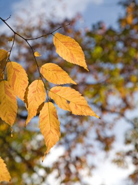 Zelkova serrata (Keyaki) sonbahar yaprakları