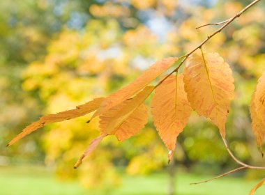 Zelkova serrata (Keyaki) sonbahar yaprakları