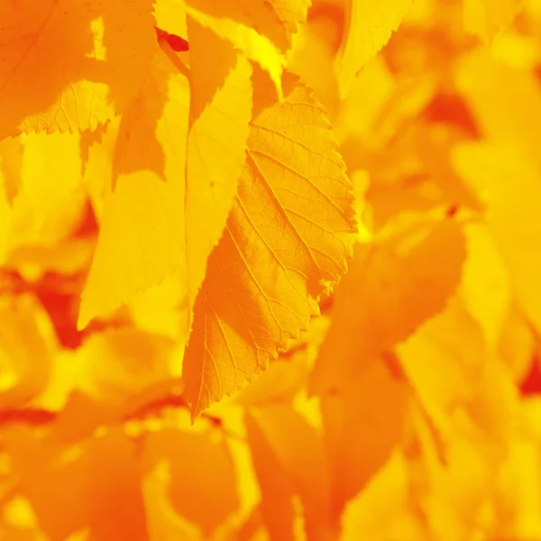 Serrated autumn leaf — Stock Photo, Image