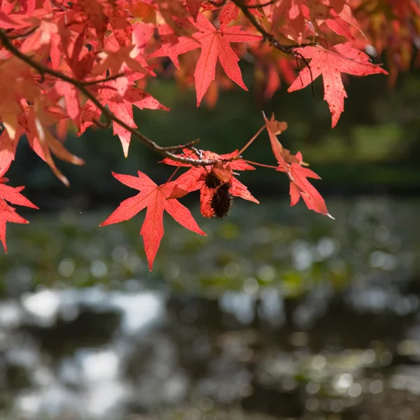 Bright red autumn leaves — Stock Photo, Image