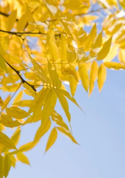 Jasně žluté podzimní listí na jasně modré obloze — Stock fotografie