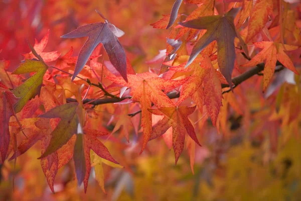 Luminose foglie autunnali rosse — Foto Stock