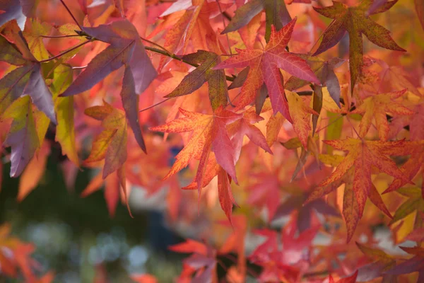 Folhas de outono vermelho brilhante — Fotografia de Stock