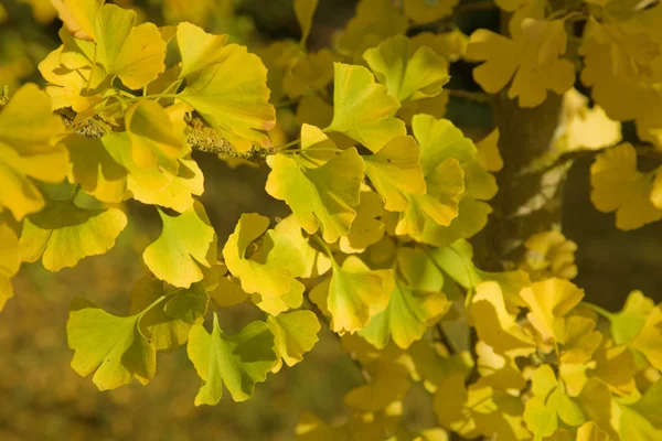 Ginkgo biloba, autumn foliage — Stock Photo, Image