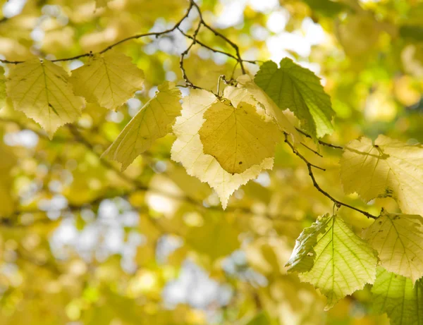 Hazels (Corylus); liście jesienią — Zdjęcie stockowe