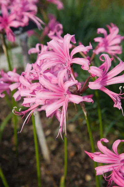 stock image Pink Hippeastrum blooming outdoors