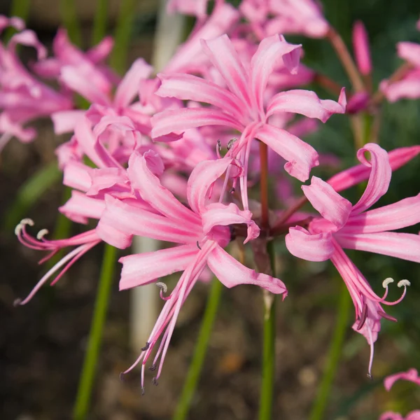 Stock image Pink Hippeastrum blooming outdoors