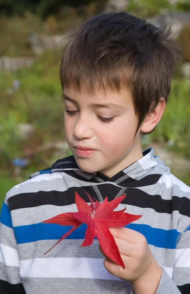 Schattige kleine jongen houden rode bladeren — Stockfoto