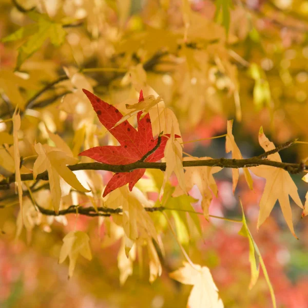 Jeden jasny czerwony jesień liść kij na żółty drzew; — Zdjęcie stockowe