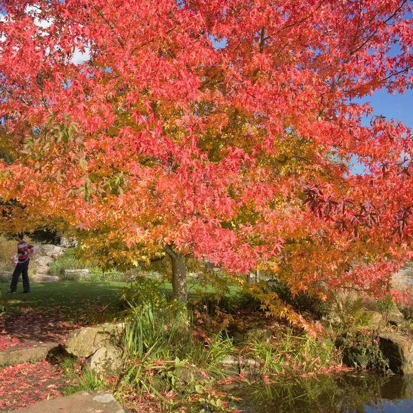 Liquidambar styraciflua (American Sweetgum, Redgum), autumn foliage — Stock Photo, Image