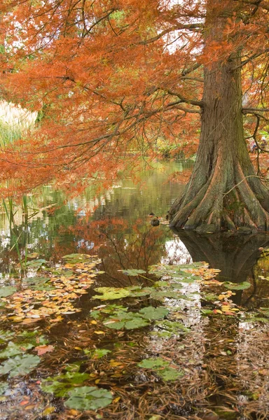 stock image Autumn color in Taxodium,flood-tolerant conifer