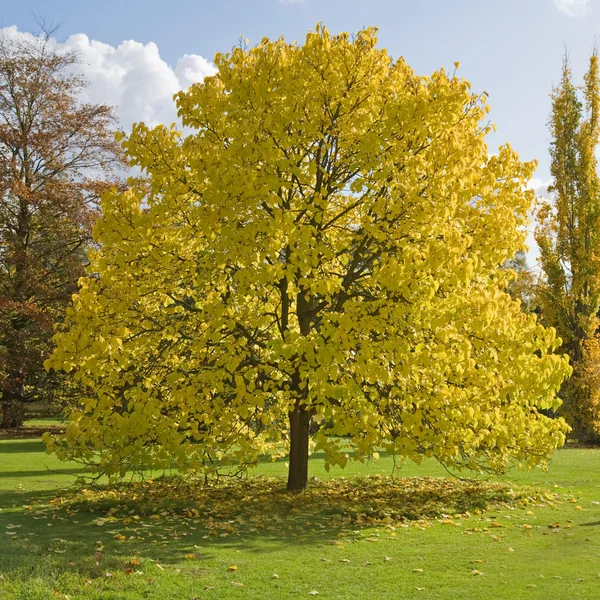 Żółty drzewo — Zdjęcie stockowe