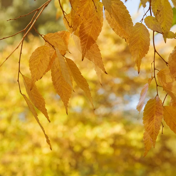 ZELKOVA serrata (Keyaki) jesień liści — Zdjęcie stockowe