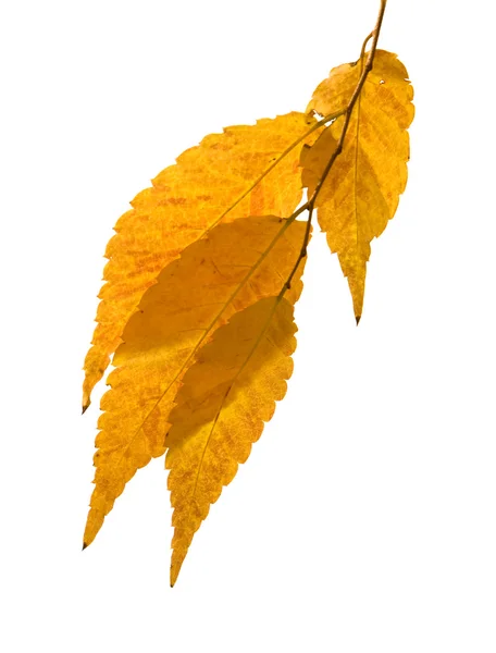 榉锯缘青蟹 (榉树) 秋季的树叶上白色孤立的小分支 — 图库照片