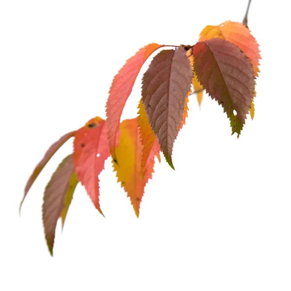 Herfst branch geïsoleerd op wit — Stockfoto