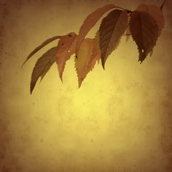 stock image Old paper background with autumn branch