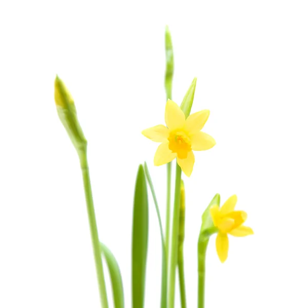 Gele mini-narcissen; geïsoleerd op wit — Stockfoto