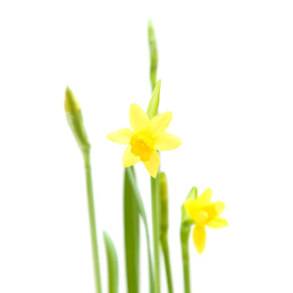 Mini-narcisos amarelos; isolados sobre branco — Fotografia de Stock