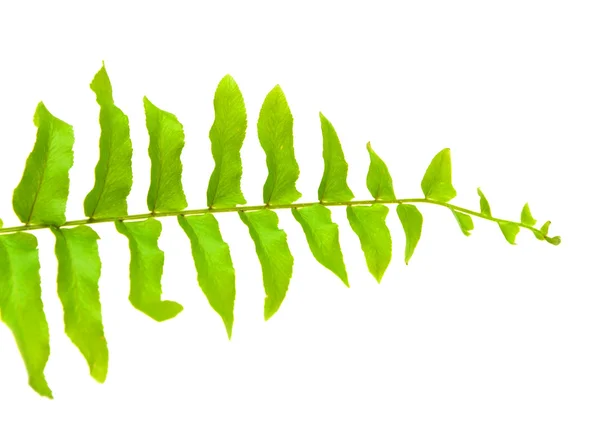 Spetsen av fern leaf islated på vit bakgrund — Stockfoto