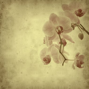 Textured old paper background with pink stripy phalaenopsis orch clipart