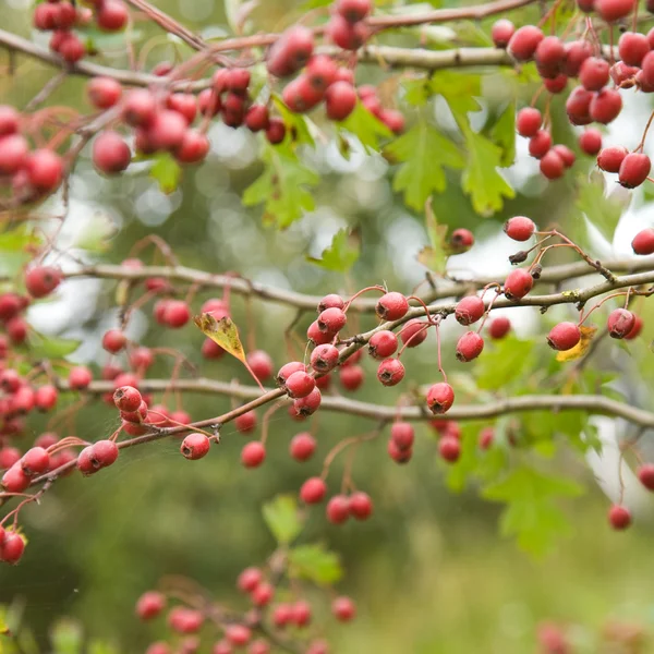Cratégus, (aubépine, épine) branche d'automne — Photo