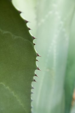 Agave arka planda kalıyor.