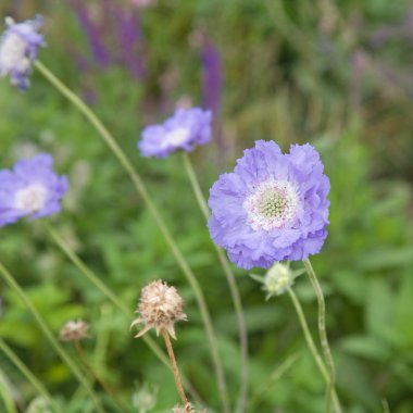 Bahçe scabious