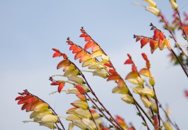 Ipomoea lobata, 