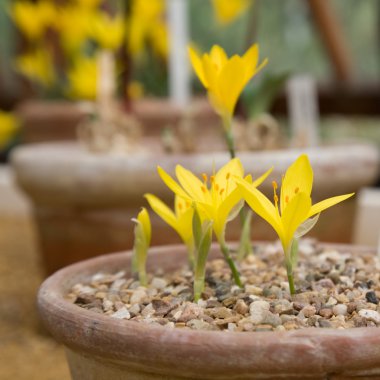 Flowering yellow Sternbergia plants clipart