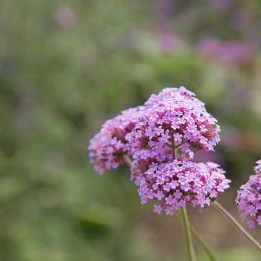 Verbena bonariensis (purpletop Mine çiçeği, uzun boylu verbena, clustertop