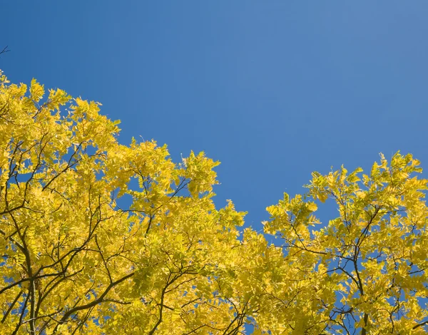 Folhas de outono, sol — Fotografia de Stock