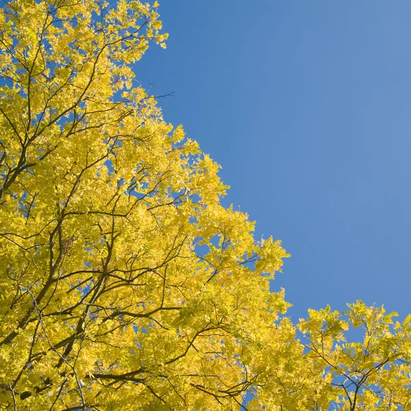 秋天的叶子阳光 — 图库照片