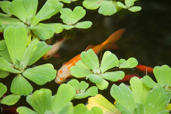 Superfície da lagoa ornamental, plantas aquáticas e peixes-dourados — Fotografia de Stock
