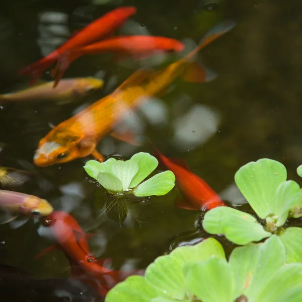 Superfície da lagoa ornamental, plantas aquáticas e peixes-dourados — Fotografia de Stock