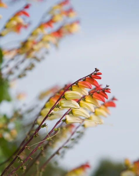 Stock image Ipomoea lobata, 