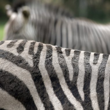 Zebra abzract;