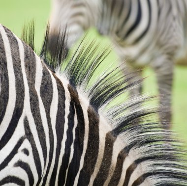 Zebra abzract;