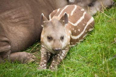 South American Tapir (Tapirus terrestris; Brazilian Tapir; Lowland Tapir; A clipart