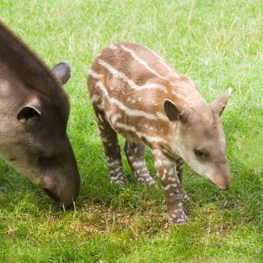 South American Tapir (Tapirus terrestris; Brazilian Tapir; Lowland Tapir; A clipart