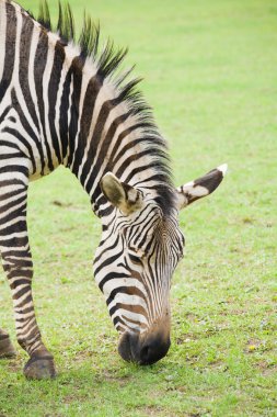 Zebra otlatma