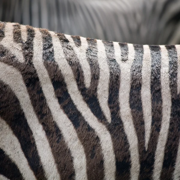 Zebra abzract; — Zdjęcie stockowe